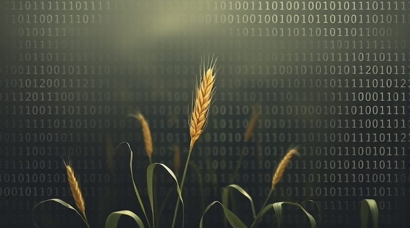 Złoty kłos pszenicy tonie w morzu kodu binarnego, symbolizując zalew AI i utratę autentyczności.